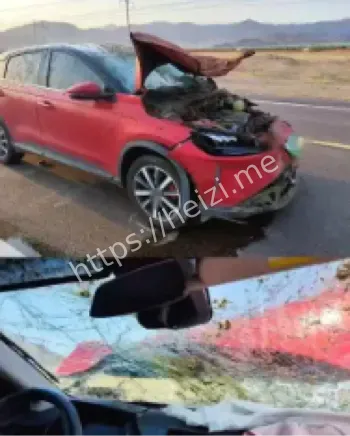 自驾游撞死马匹事故